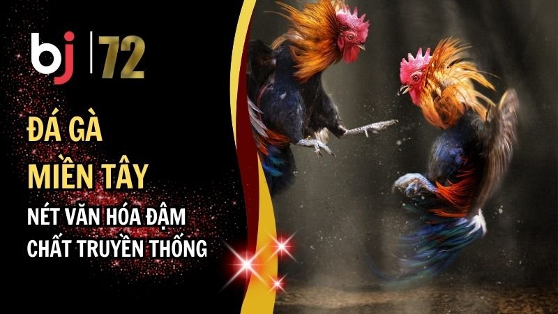 Đá Gà Miền Tây: Nét Văn Hóa Đậm Chất Truyền Thống