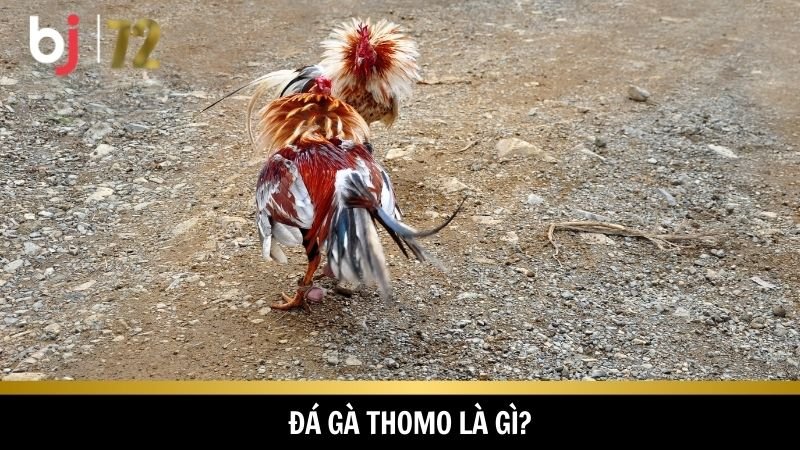 Đá gà Thomo là một thương hiệu nổi tiếng trong giới đá gà