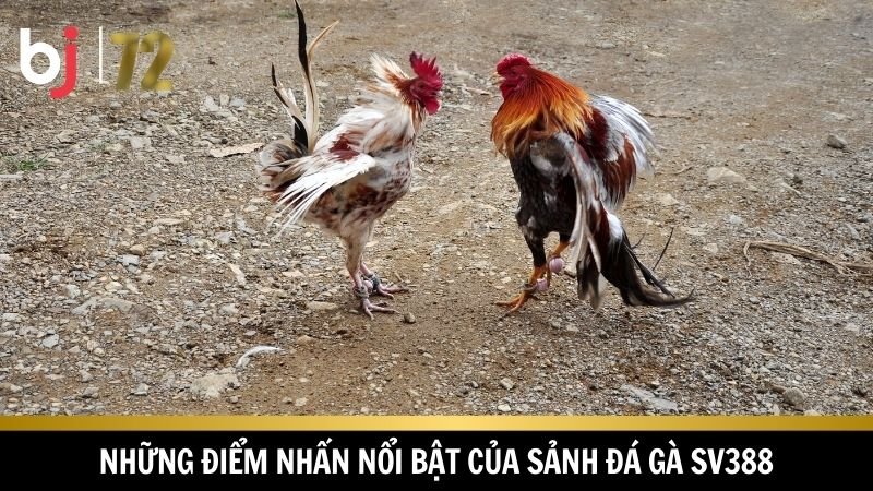 Đá gà SV388 cùng nhiều ưu điểm nổi trội