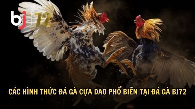 Các hình thức đá gà cựa dao phổ biến tại đá gà BJ72