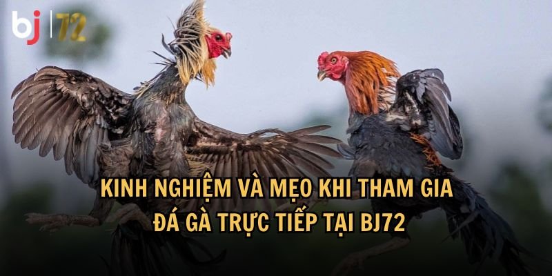 Hướng dẫn chi tiết cách xem trực tiếp đá gà hôm nay