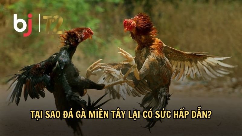 Tại sao đá gà miền Tây lại có sức hấp dẫn?