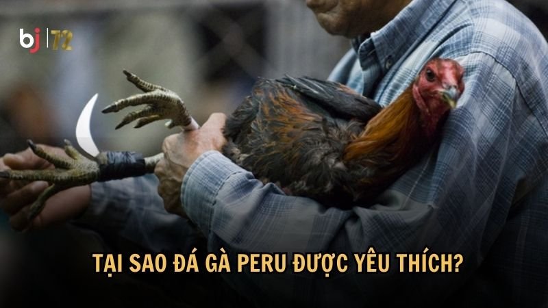 Tại sao đá gà Peru được yêu thích?